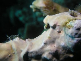 curacao054
