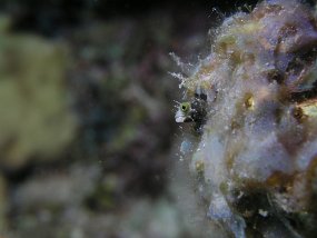 curacao056