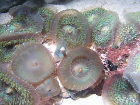 curacao072