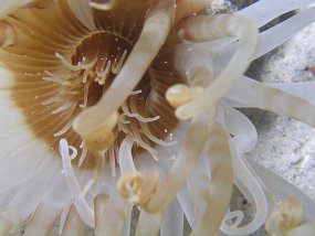 curacao076