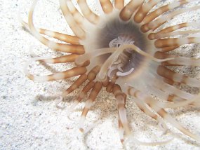 curacao077