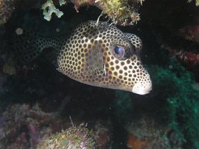 curacao083