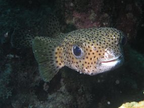 curacao085