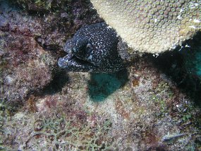 curacao088