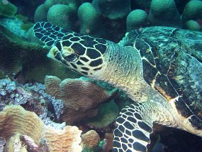 curacao090_edited-1