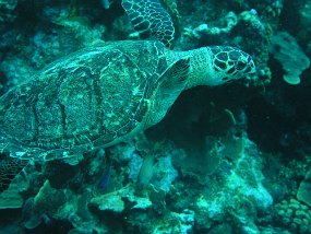 curacao095