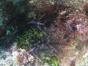 curacao097