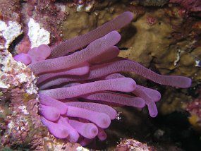 curacao103