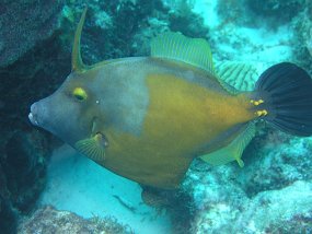 curacao105
