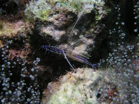 curacao150