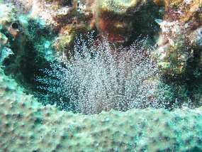 curacao151