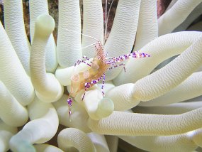 curacao160