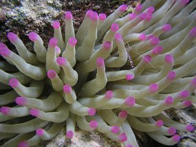curacao162