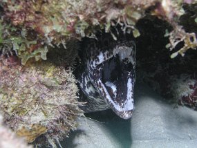 curacao163