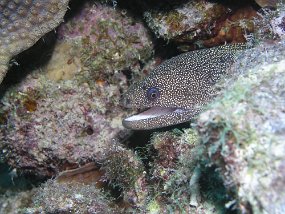 curacao164
