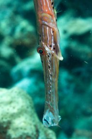 Dominica 2017-122