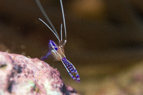 Dominica 2017-142