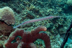 Dominica 2017-160
