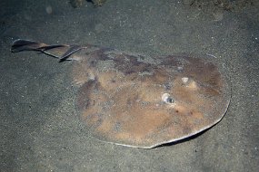Dominica 2017-220