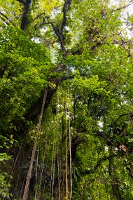 Dominica 2017-250