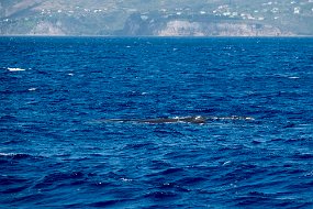 Dominica 2017-331