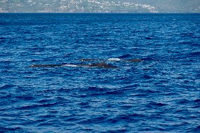 Dominica 2017-375