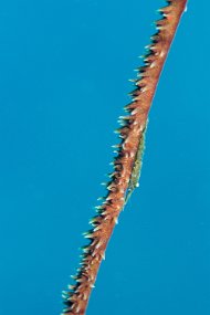 Dominica 2017-4