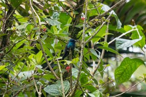 Dominica 2017-487