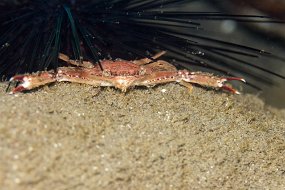 Dominica 2017-49