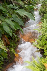 Dominica 2017-519