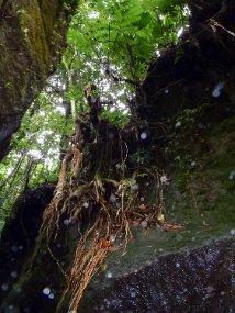 Dominica 2017-564