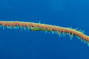 Dominica 2017-67
