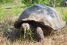 Galapagos-1172