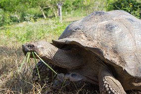 Galapagos-1174
