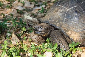 Galapagos-1198