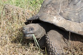 Galapagos-1216