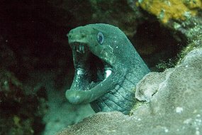 Galapagos-162
