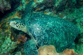 Galapagos-168