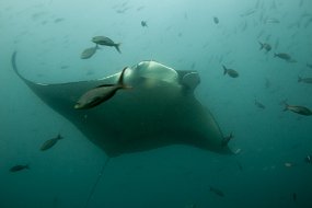 Galapagos-178