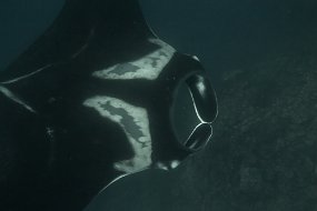 Galapagos-220