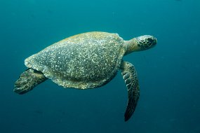 Galapagos-228