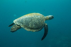 Galapagos-231