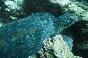 Galapagos-236