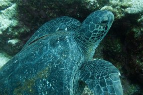 Galapagos-240