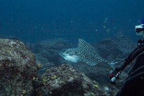 Galapagos-248