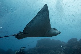 Galapagos-262