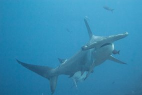 Galapagos-318
