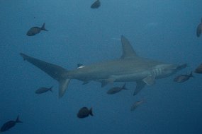 Galapagos-329