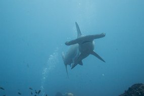 Galapagos-350