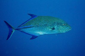 Galapagos-395